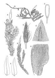 Image: R.C. Wagstaff © Landcare Research 2017 